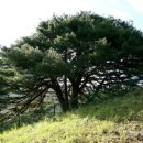 가슴아픈 산불 피해이야기 이미지