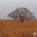 [(여행)] 늦가을과 초겨울 사이 갈대밭이 그립다면, 시화호 우음도 이미지