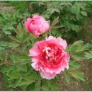 수일여자중학교 이미지