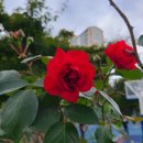 한국체대 킴스태권도장 이미지