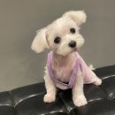 뷰티몽냥 | [일상] 찹쌀이 첫 배냇미용 후기 ㅋ ㅋ ㅋ