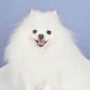 엔젤펫애견샵 이미지