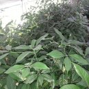 여주-0091 Daum카페