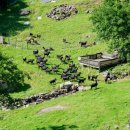 나나목장 이미지