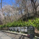 클럽밸런스5서울홍제점 | [그랜드 워커힐 서울] 클럽 스위트 투숙기(벚꽃 페스티발)스카이야드족욕/해피아워/조식뷔페/르파사쥬