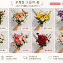 주희꽃