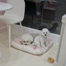 트리몽 이미지