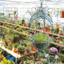 하늘바람꽃농원 이미지