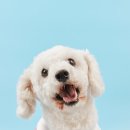 도그어스 플래닛 이미지