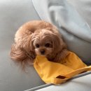 프레셔스독 이미지