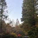 2023-0094 | 장태산 자연휴양림 단풍 시기 포토스팟 추천 / 대전 가볼만한곳