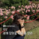 배스킨라빈스전남곡성점 | 곡성 섬진강 기차마을 5월 세계장미축제 일정 및 실시간 개화