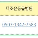 고양이 미용실 그냥 이미지