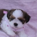 동글동글 이미지