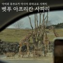 펀하모니카(4월) | 아이와 후쿠오카여행 벳푸 2일차 “아프리칸 사파리“ 렌트카 정글투어(투어 꿀팁)