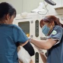 안성동물의료센터 이미지