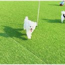 놀루오숑 | 대전애견유치원 반려견과의 특별한 하루, 놀루오숑 후기