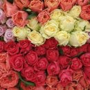 식송농장 이미지