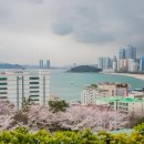 문텐빈티지 | [부산 호텔일루아] 부산 벚꽃 명소. 오션뷰 힐링 여행객을 위한 필수 가이드