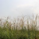 갈대정원 이미지