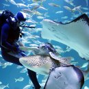 아쿠아리움 이미지