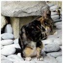 고양이세수 이미지