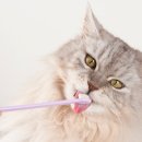 정겨운 동물병원 이미지