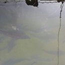 용문산푸른공원 이미지