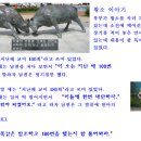 황소 이미지