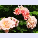 곡성-055 이미지