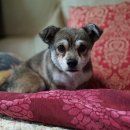 베리굿동물병원 이미지