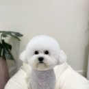 까까뿌숑 이미지