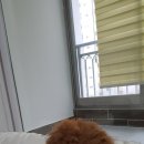 대구애견스쿨 이미지