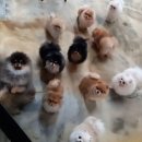 메르시몽프레 포메분양&애견카페 이미지