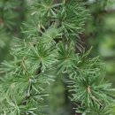 일본잎갈나무 (Japanese larch)