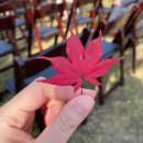 창녕 | 북서울꿈의숲 서울번동창녕위궁재사 야외웨딩 주차 식사 후기