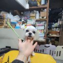 팻키우소 이미지