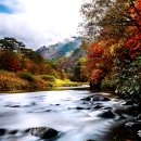 나무랑숲 이미지