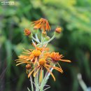 솜방망이 이미지