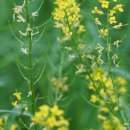 유럽나도냉이Barbarea vulgaris R. Br.(배추과 나도냉이속) 이미지