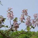 오동나무 이미지