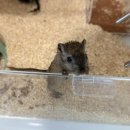 햄스터 분양 햄스터월드 이미지