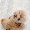 소답동237 이미지