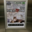 브룩스 캣 카페 | [평택] 브룩스 캣 카페 평택점 방문 후기