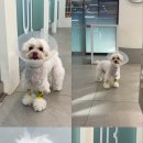 아람동물의료센터 이미지