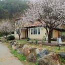 소법리푸른밤