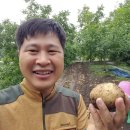 대산농업협동조합 | 포슬포슬 분이 나는 수미감자가격-감자10kg,20kg(햇감자) 직거래 안내