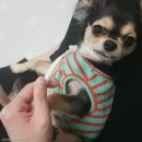 언니도그 이미지