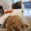 준펫살롱 이미지