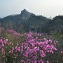 황봉농장 Daum카페